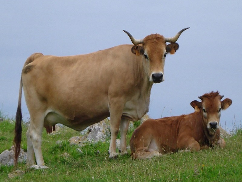 Vaca Casina